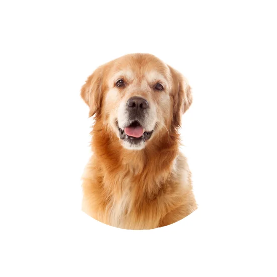 Veterinary medical shop in Kerala – Vet Amana Kottakkal